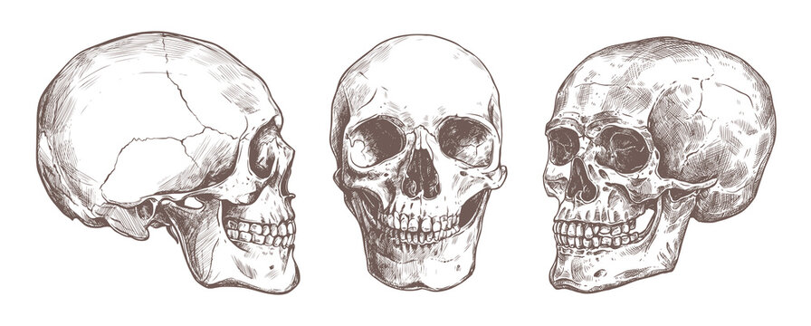 Vector hand drawn human skull set. Anatomical high detailed engraving illustration. Sketch bones of man head