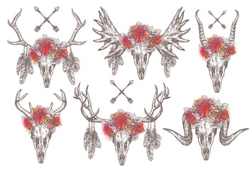 Vector set of cattle animal skulls with tribal arrows, feathers and flower crown or wreath. Antelope, sheep, deer, elk, moose heads. Hand drawn illustration with floral horns in boho, hipster, rustic 