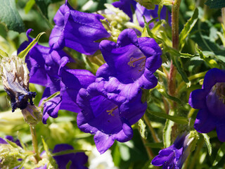 (Campanula medium) Gros plan sur fleurs de campanule carillon au bord ourlé de couleur bleu...
