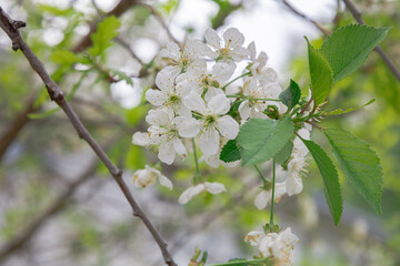Branch of apple tree. On blurred street background