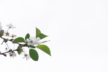 Cherry branch, flowers, on a white background. There is a place for text
