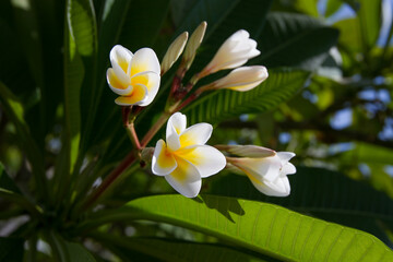White plumeria blooms closeup sunny day. Selective focus