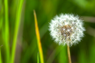 dandelion on green background
