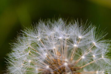 dandelion seeds on green background