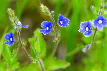 blue flowers in the garden