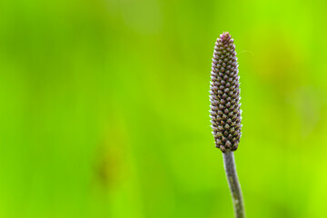 close up of a flower