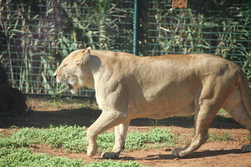 lion in the grass