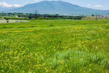 landscape with green grasses and yellow flowers