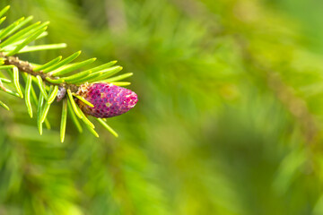 close up of a flower of a pine