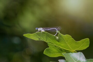 Libelle