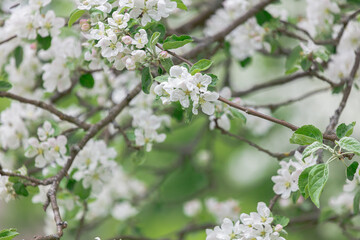 Abundantly blooming apple tree. Flowers of the apple tree. Cloudy spring day.