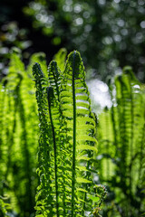 green ferns on a green background