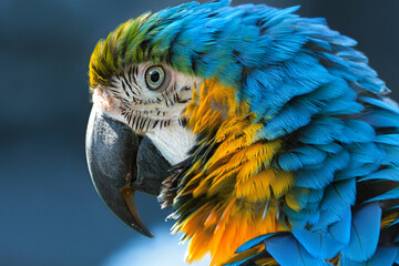 Blue-and-yellow macaw (lat. Ara ararauna) close-up