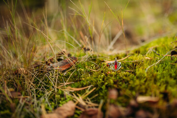 A vintage ring lies on the moss and a ladybug crawls over it