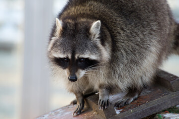 Raccoon (lat. Procyon lotor) close-up portrait