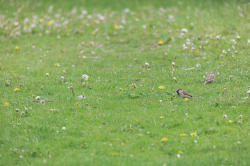 Sparrows are looking for seeds on the green grass.
