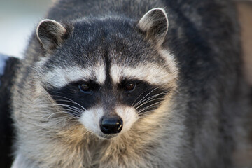 Naklejka na ściany i meble Raccoon (lat. Procyon lotor) close-up portrait