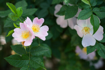 rosehip flowers on a green background. Beautiful flower card