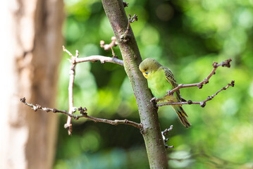 Niedlicher grün gelber Wellensittich 