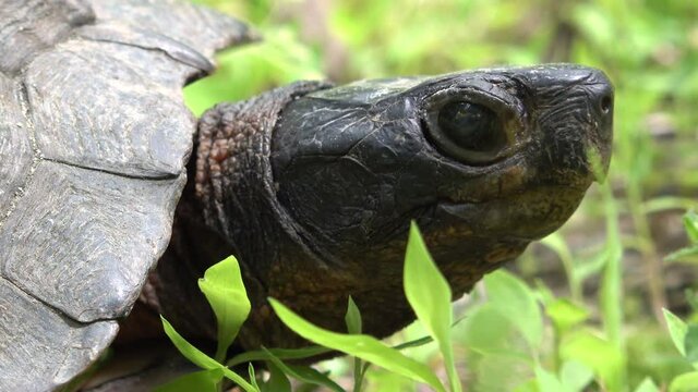 Side view extreme closeup of the head and face of an endangered wood turtle in a West Virginia forest.