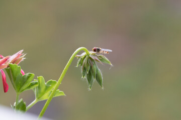 insecta natur green blume makro frühling close up