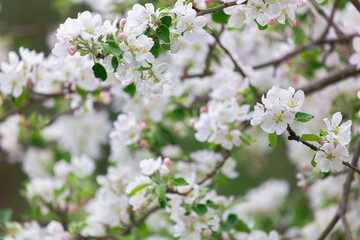 Abundantly blooming apple tree. Flowers of the apple tree. Cloudy spring day.