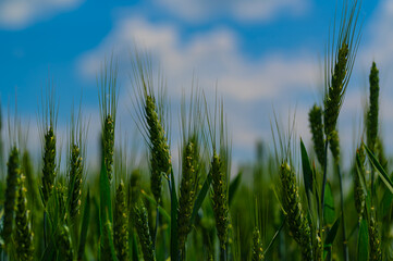 green corn flied with blue sky background