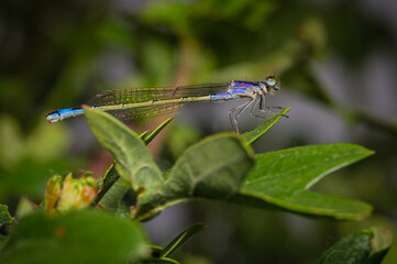 a blue spread-winged damselflies (Lestidae) on a green leaf