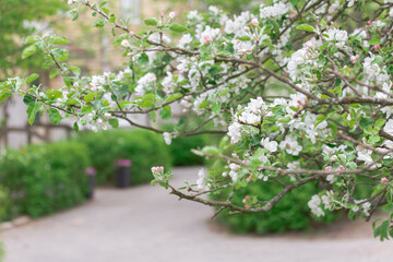 Branch of apple tree. On blurred street background
