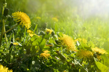 yellow dandelions growing on a lawn illuminated by the sunlight