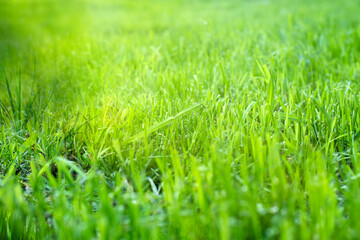 Long fresh green grass texture background view of grass garden Ideal concept used for making green flooring, lawn for training football pitch,