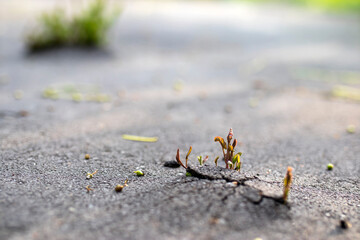 Young maple breaks through swollen asphalt
