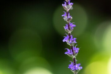 Purple salvia flowers isolated on a blurred green background with copy space