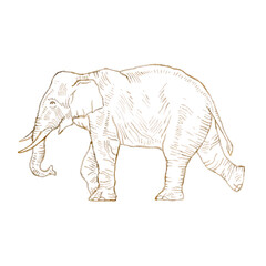 Fototapeta na wymiar Hand drawing elephant