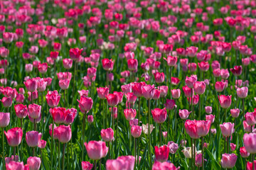 Obraz na płótnie Canvas Field of pink tulips in spring on a sunny day. Selective focus, blurred background