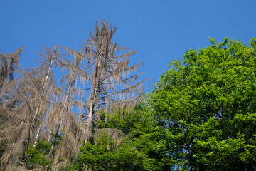 Obraz na płótnie Canvas Gesunde Laubbäume und abgestorbene Nadelbäume in Zeiten von Klimawandel und Erderwärmung - Stockfoto