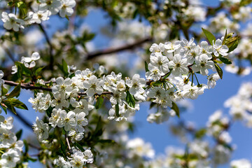 Cherry blossom in spring, Pskov region, Russia
