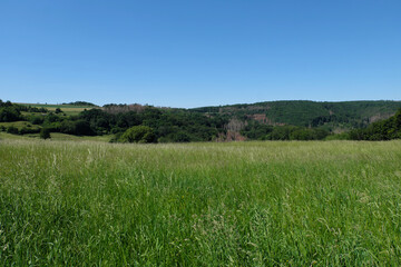 Der Westerwald zwischen Nassau und Montabaur in Rheinland-Pfalz mit gesundem Laubwald und abgestorbenen Nadelb&auml;umen im Mai 2020 - Stockfoto