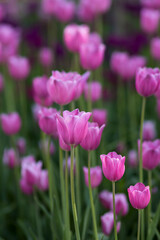 Field of pink tulips in spring on a sunny day. Selective focus, blurred background