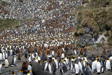 Obraz premium Thousands of King penguins on South Georgia