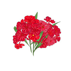 Bouquet of red phlox. Summer garden flowers, hand-drawing. Isolated flowers for print, banner, greeting card, invitation.