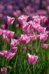 Field of pink tulips in spring on a sunny day. Selective focus, blurred background