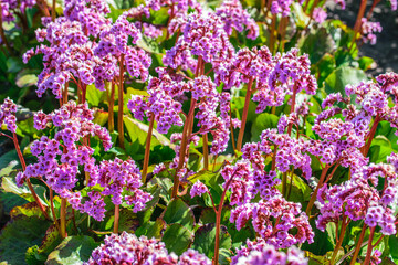 Background of pink flowers of frankincense, Bergenia crassifolia