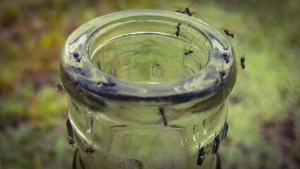 ants in the bottle
