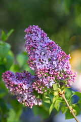 Fototapeta na wymiar Blooming lilacs purple spring on a clear day. Selective focus