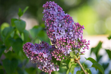 Fototapeta na wymiar Blooming lilacs purple spring on a clear day. Selective focus