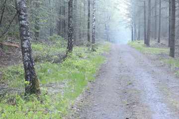 Fototapeta na wymiar path in birch forest in fog
