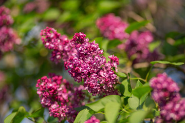 Fototapeta na wymiar The branch of a purple lilac on a clear sunny day. Selective focus, blurred background
