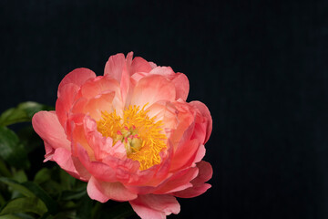 Coral Sunset peony on black background © IlzeLuceroPhoto
