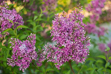 Obraz premium Beautiful blooming lilac. Selective soft focus, blurred background